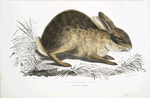 Chinese Hare, Lepus Sinensis.