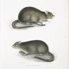 Bengal Field Rat, Arvicola Bengalensis.