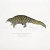 Short tailed Manis, Manis brachyura.