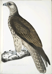 Cherrug  Falcon, Falco cherrug.
