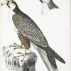 Jugger Falcon, Falco Jugger. 1. Male, 2. Female. Natural Size.