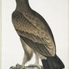 Brown Eagle, Aquilla fusca.