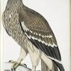 Golden Eagle, Aquilla  imperialis. Female.