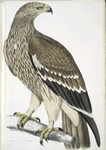 Golden Eagle, Aquilla  imperialis. Female.