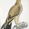 Tawny Eagle, Aquilla fulvescens.