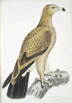 Tawny Eagle, Aquilla fulvescens.