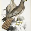 Teesa Buzard [Buzzard], Buteo Teesa. 1. Young, 2. Old Bird.
