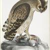 Shielded Legged Horned Owl, Strix Hardwickii. Natural Size.