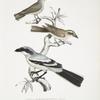 1, 2. Keroula Shrike, Keroula Indica. (1. Male, 2. Female); 3.  Great Indian Shrike, Lanius Burra.