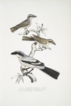 1, 2. Keroula Shrike, Keroula Indica. (1. Male, 2. Female); 3.  Great Indian Shrike, Lanius Burra.
