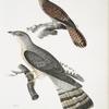 1. Slender billed Cuckoo, Cuculus tenuirostris; 2. Bhrow [Brow] Cuckoo, Cuculus Lathami.