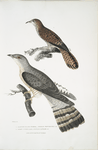 1. Slender billed Cuckoo, Cuculus tenuirostris; 2. Bhrow [Brow] Cuckoo, Cuculus Lathami.