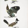 1. Black-headed Brachypus, Brachypus melanocephalus; 2. Short Tailed Pelta [Pitta], Pelta [Pitta] brachyura; 3. .White Cheeked Brachypus, Brachypus leucogenis.
