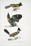 1. Black-headed Brachypus, Brachypus melanocephalus; 2. Short Tailed Pelta [Pitta], Pelta [Pitta] brachyura; 3. .White Cheeked Brachypus, Brachypus leucogenis.