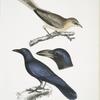 1. Pale Eared Jay, Garrulus albifrons; 2. Large Billed Crow, Corvus macrorhynchus.