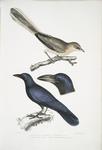 1. Pale Eared Jay, Garrulus albifrons; 2. Large Billed Crow, Corvus macrorhynchus.