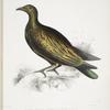 Chinese Tippeted Pigeon, Columba Gouldioe.