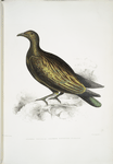 Chinese Tippeted Pigeon, Columba Gouldioe.