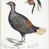 1. Rufous Tailed Crested Pheasant,, Euplocomus erythrothalmus; 2. Head of Silver Crested Pheasant,, Euplocomus Nycthemerus.