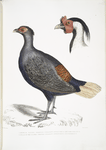 1. Rufous Tailed Crested Pheasant,, Euplocomus erythrothalmus; 2. Head of Silver Crested Pheasant,, Euplocomus Nycthemerus.