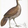 Fire Backed Crested Pheasant Hen, Euplocomus ignitus.