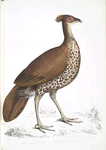 Fire Backed Crested Pheasant Hen, Euplocomus ignitus.