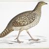 Nepaul Horned Pheasant, Satyra Nepaulensis. Female.