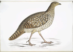 Nepaul Horned Pheasant, Satyra Nepaulensis. Female.