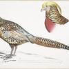 1. Chinese Ring Necked Pheasant, Phasianus torquatus; 2. Head of the Common Golden Pheasant, Chrysolophus pictus.