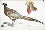 1. Chinese Ring Necked Pheasant, Phasianus torquatus; 2. Head of the Common Golden Pheasant, Chrysolophus pictus.