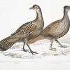 1. Hardwicke's Polyplectron Hen, Polyplectron Hardwickii. China. Brit. Museum; 2. Bay Francolin [Bay Many Spurred Francolin], Plectophora (Francolinus) spadiceus. Kokee tree of the Mahrattas. Brit. Museum.