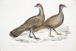 1. Hardwicke's Polyplectron Hen, Polyplectron Hardwickii. China. Brit. Museum; 2. Bay Francolin [Bay Many Spurred Francolin], Plectophora (Francolinus) spadiceus. Kokee tree of the Mahrattas. Brit. Museum.