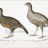1.  Lady North's Polplectron, Pectrophora (Polyplectron) Northiæ; 2. Dotted Partridge, Perdix punctulata.
