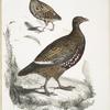 1. Lerwa Partridge, Perdix Lerwa; 2. Red Billed Quail, Coturnix erythrorhyncha [erythroryncha].