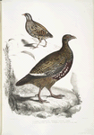 1. Lerwa Partridge, Perdix Lerwa; 2. Red Billed Quail, Coturnix erythrorhyncha [erythroryncha].