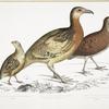 1. Ferrugineous Cryptonyx, Cryptonyx ferrugineus; 2. Long Billed Francolin, Francolinus longinostris; 3. Pental Quail, Coturnix Pentah.