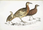 1. Ferrugineous Cryptonyx, Cryptonyx ferrugineus; 2. Long Billed Francolin, Francolinus longinostris; 3. Pental Quail, Coturnix Pentah.