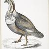 Nigell's Pheasant Grouse, Tetraogallus Nigellii. Adult. Hamalaya Mountains. British Museum. 2/3 Natural size.