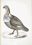 Nigell's Pheasant Grouse, Tetraogallus Nigellii. Adult. Hamalaya Mountains. British Museum. 2/3 Natural size.