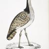Macqueen's Bustard, Otis Macqueenii. Hamalaya Mountains. British Museum. 3/4 Natural size.