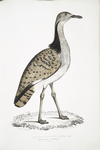 Macqueen's Bustard, Otis Macqueenii. Hamalaya Mountains. British Museum. 3/4 Natural size.