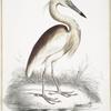 Marone Backed Heron, Ardea Grayii.