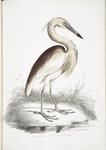 Marone Backed Heron, Ardea Grayii.