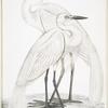 1. Pure White Heron, Ardea modesta; 2. Black Billed Heron, Ardea nigrirostris.