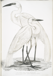 1. Pure White Heron, Ardea modesta; 2. Black Billed Heron, Ardea nigrirostris.