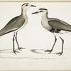 Black Sided Sandpiper, Charadrius ventralis [Wagleri]. Male & Female. Cawnpore, January 1798.