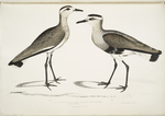 Black Sided Sandpiper, Charadrius ventralis [Wagleri]. Male & Female. Cawnpore, January 1798.