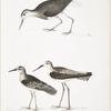 1. White Tailed Sandpiper, Totanus leucurus; 2. Allied Sandpiper, Totanus affinis; 3. Cawnpore Snipe, Totanus Lathami.