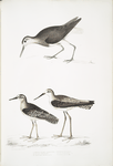 1. White Tailed Sandpiper, Totanus leucurus; 2. Allied Sandpiper, Totanus affinis; 3. Cawnpore Snipe, Totanus Lathami.