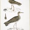 1. Indian Sandpiper, Totanus Indicus; 2.  Bhegondee [Bhegondic] Snipe, Limosa Hardwickii.